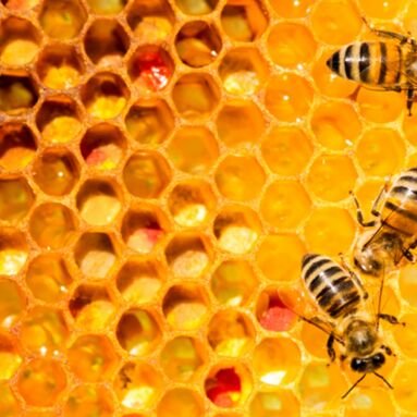Bees