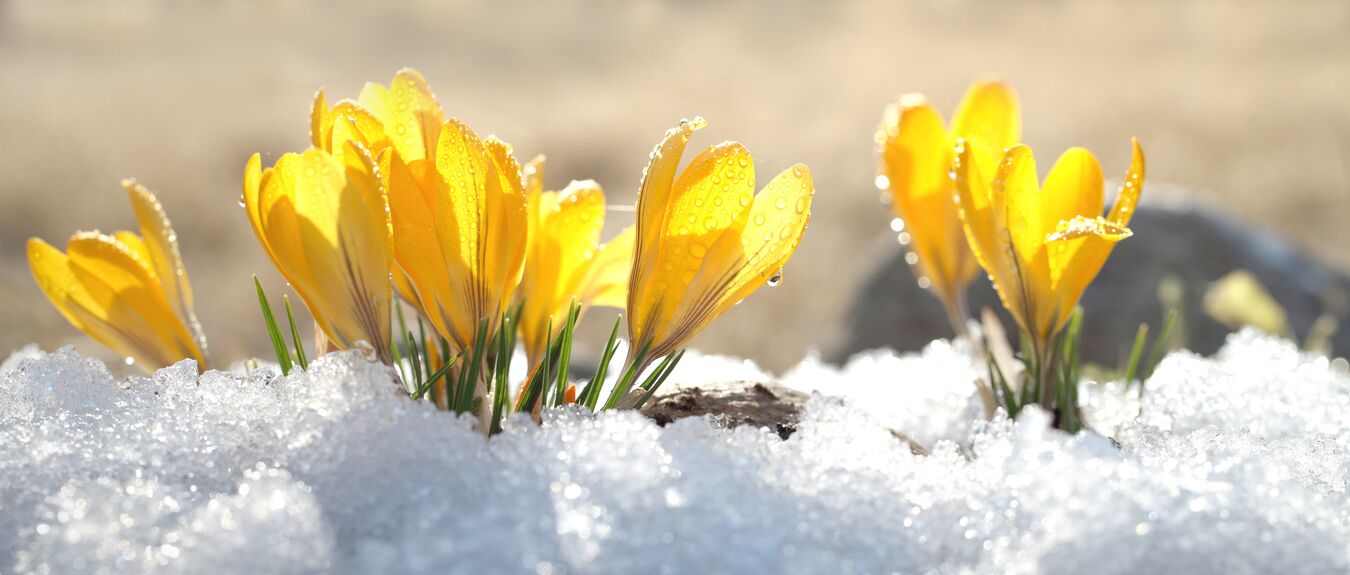 Crocuses yellow blossom on a spring sunny day in the open air. Beautiful primroses against a background of brilliant white snow.