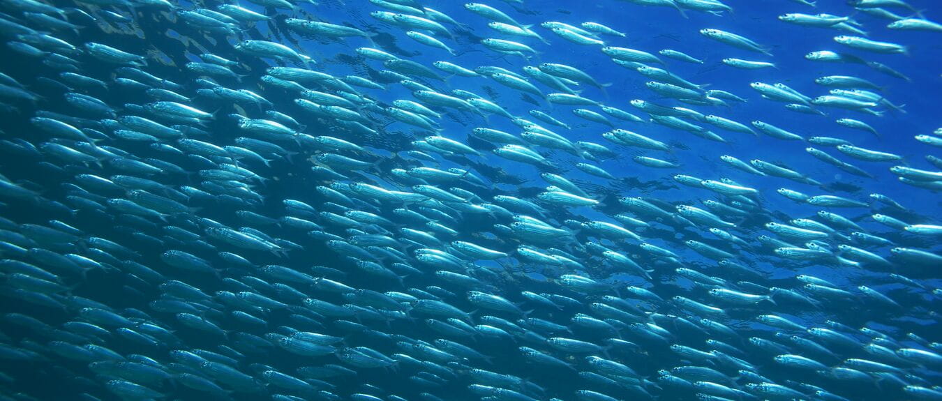 school of anchovy, fish, sea, ocean, blue