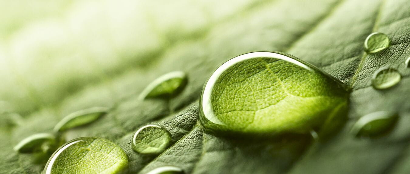 Large beautiful drops of transparent rain water on a green leaf macro. Drops of dew in the morning glow in the sun. Beautiful leaf texture in nature. Natural background