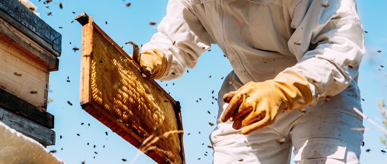 bees