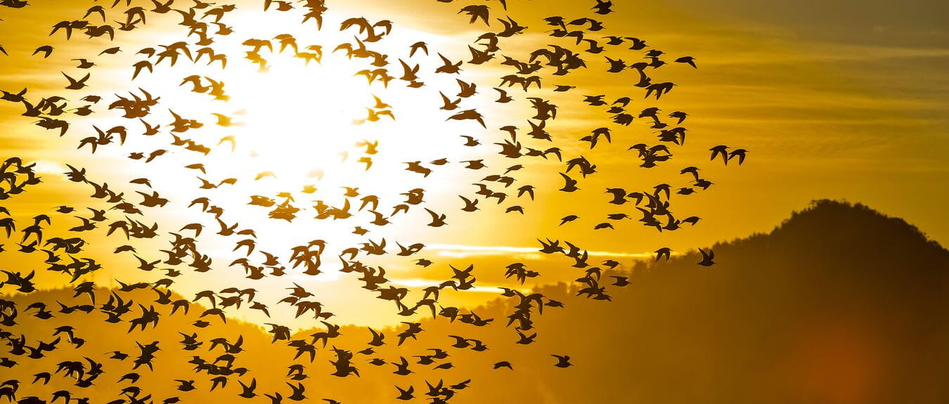 birds